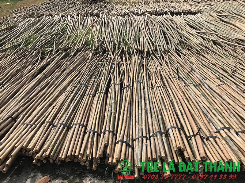 Nguyên Liệu Tre Trúc